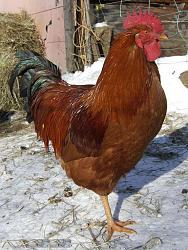 Click image for larger version. 

Name:	COCK!!.jpg 
Views:	2375 
Size:	70.3 KB 
ID:	477984