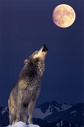 Click image for larger version. 

Name:	gray-wolf-howling.jpg 
Views:	444 
Size:	20.8 KB 
ID:	529925