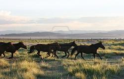 Click image for larger version. 

Name:	wild-horses-running-through-the-mongolia-prairie.jpg 
Views:	1157 
Size:	28.2 KB 
ID:	591748