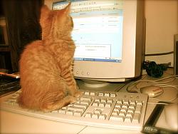 Click image for larger version. 

Name:	cat keyboard.jpg 
Views:	223 
Size:	124.6 KB 
ID:	622991