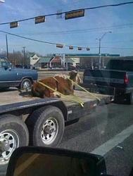 Click image for larger version. 

Name:	cow on trailer.jpg 
Views:	140 
Size:	65.4 KB 
ID:	994764