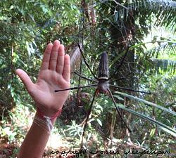 Click image for larger version. 

Name:	Kuching giant spider Bako.jpg 
Views:	283 
Size:	181.3 KB 
ID:	569490