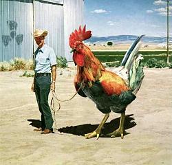 Click image for larger version. 

Name:	giant-chicken.jpeg 
Views:	39 
Size:	162.0 KB 
ID:	1065393