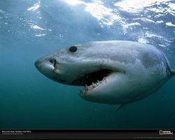 Click image for larger version. 

Name:	great_white_shark_637.jpg 
Views:	207 
Size:	58.2 KB 
ID:	263936
