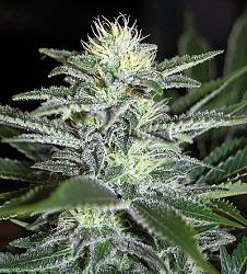Click image for larger version. 

Name:	white_widow_129.jpg 
Views:	181 
Size:	73.9 KB 
ID:	263944