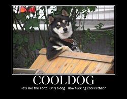 Click image for larger version. 

Name:	cool_dog_852.jpg 
Views:	439 
Size:	45.7 KB 
ID:	269540