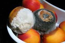 Click image for larger version. 

Name:	Mouldy-fruit_full_size_landscape.jpg 
Views:	4767 
Size:	53.7 KB 
ID:	463684