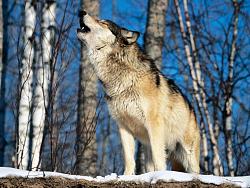 Click image for larger version. 

Name:	Morning-Howl-Howling-Wolf.jpg 
Views:	10228 
Size:	170.2 KB 
ID:	522447