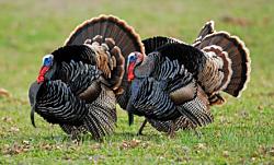 Click image for larger version. 

Name:	turkeys.jpg 
Views:	203 
Size:	51.9 KB 
ID:	633153