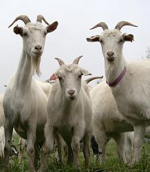 Click image for larger version. 

Name:	goats.jpg 
Views:	435 
Size:	65.0 KB 
ID:	782008