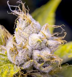 Click image for larger version. 

Name:	250px_kush_trichome_closeup_147.jpg 
Views:	603 
Size:	54.3 KB 
ID:	88237