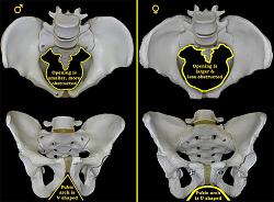 Click image for larger version. 

Name:	male-versus-female-pelvis.jpg 
Views:	43 
Size:	70.7 KB 
ID:	998895